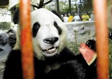 Panda Zoo Beijing