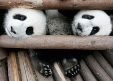 Giant pandas at Beijing zoo