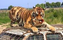 Siberian Tiger Park in Harbin China