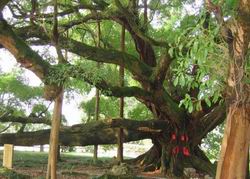 The Big Banyan Tree in Yangshuo Guilin